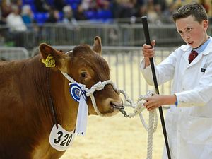 Supporting image for story: Herd about this record-breaker? Staffordshire County Show enjoys successful year