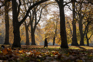 Stock image of a woman walking beneath autumn leaves.