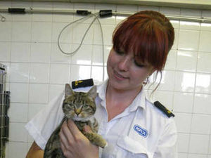 Supporting image for story: Tower plunge cat has miracle escape