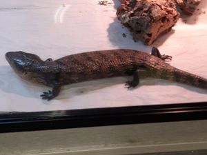 Supporting image for story: Hundreds of exotic animals rescued in police raids