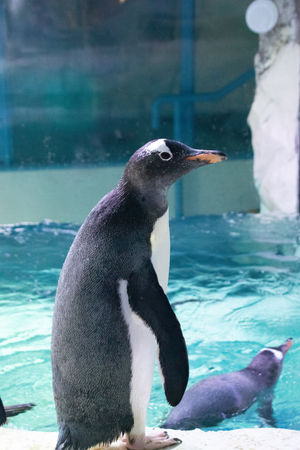 Pablo the predicting penguin