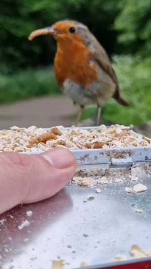 Karl Shelton has struck up a friendship with birds
