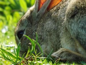 Supporting image for story: Bunnies attracted to plants bursting with genetic goodness