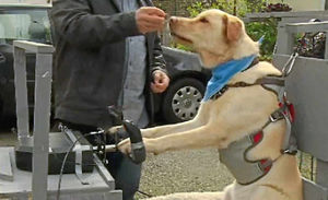 Reggie being trained to follow instructions