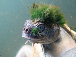 Supporting image for story: Human activity ‘threatens 50 billion of years of evolutionary history’