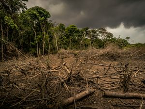 Supporting image for story: Supermarkets warned over animal feed products from deforested land