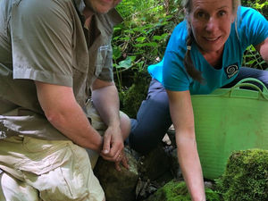 Supporting image for story: Endangered white-clawed crayfish successfully relocated to Staffordshire site in groundbreaking conservation effort