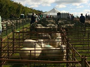 Supporting image for story: The last agricultural show in Radnorshire’s season will be held on Saturday, September 27