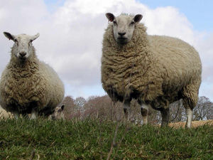 Supporting image for story: Sheep rustlers strike on Shropshire border