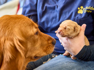 The Labrador/Golden Retriever pups were born to mum, Rebecca. Photo: Dave Phillips/PinPep
