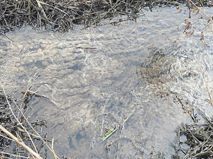 Supporting image for story: Investigation launched after pollution found in Whitchurch waterway