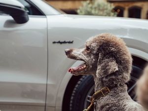Supporting image for story: Here are the best ways to keep dogs safe and comfortable in the car