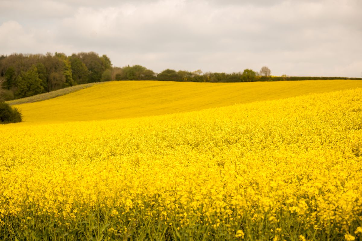 Dry spell signals real concerns for Shropshire farmers