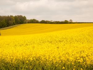 Supporting image for story: 'Extreme weather impacts our ability to feed the nation' - Dry spell signals real concerns for Shropshire farmers