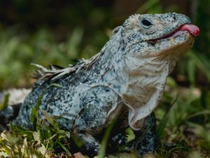 Supporting image for story: Psychedelic spiders, wild tulips and funky fish: species to watch in 2026