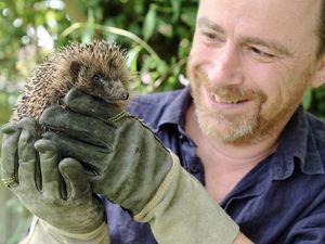 Supporting image for story: Half a million push for Shropshire hedgehog highways petition