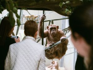 Supporting image for story: Twycross Zoo launches new ticket deal to support families during cost-of-living crisis