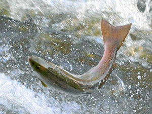 Supporting image for story: Salmon battle against the magnificent River Severn