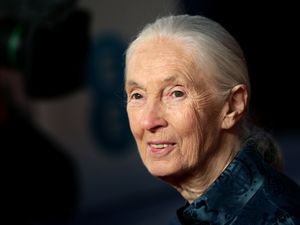 Supporting image for story: Leonardo DiCaprio honours ‘trailblazer’ Jane Goodall at activist’s funeral