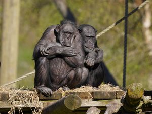 New chimpanzee at Blair Drummond