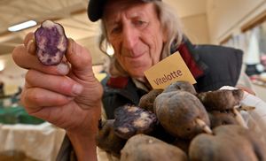 Bill Whitehead from West Bromwich showing his rare potatoes at the Shropshire Organic Gardeners event.