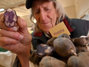 Supporting image for story: Hundreds of spud lovers turn out for annual Shropshire Potato Day with three stand out varieties and some selling out
