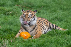 (Photo: West Midlands Safari Park)