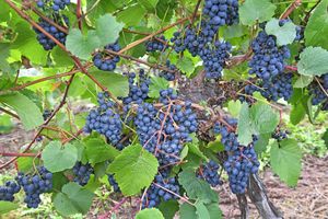 Grapes at Halfpenny Green Wine Estate, September 2025