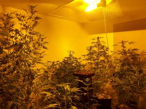 Supporting image for story: Man released under investigation after cannabis grow found in Telford