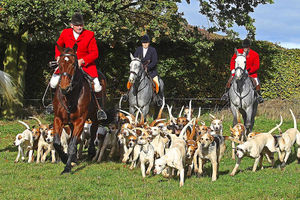 The Albrighton Hunt in action