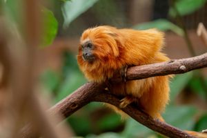 Golden lion tamarins George and Leaf make their debuts at Chester Zoo.