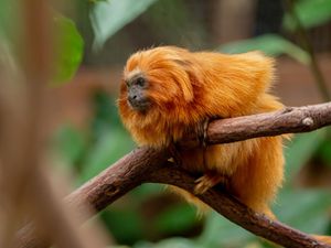 Supporting image for story: Chester Zoo welcomes two rare orange primates who are first of their kind to ever live at the zoo