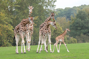 Gerald and the giraffes at West Midlands Safari Park