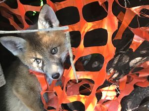 Supporting image for story: Fox cub rescued after getting trapped in netting close to school