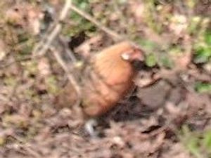 Supporting image for story: Telford woman appeals for help after chicken moves into her garden - and refuses to leave