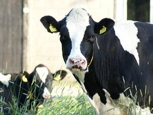 Supporting image for story: Hundreds of dairy farmers to meet in Market Drayton over milk prices