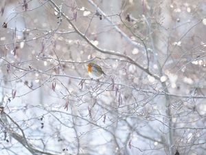 Supporting image for story: Ice warning in force as flooding expected in more than 70 areas