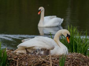 Supporting image for story: Cygnets in Walsall are no ugly ducklings