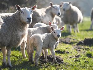 Ewes and newborn lambs during a bright and chilly morning in the village of Bishop’s Itchington in Warwickshire