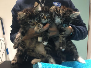 Supporting image for story: Cat and four kittens dumped in Walker's crisp box and abandoned in park