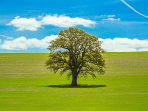 Supporting image for story: Oswestry Town Council' to hand out hundreds of trees in efforts to tackle climate emergency