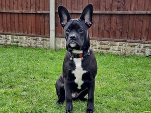 Supporting image for story: Long face to the rescue as French bulldog Brock swallows toy whole