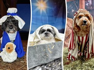 Supporting image for story: 130 dogs dress up for huge pooch Nativity - including cute Midlands pups dressed up as Shepherds