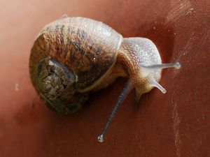 Supporting image for story: ‘Body odour is the key to success’: Biologists share advice for life from animals