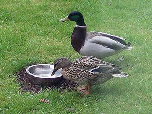 Supporting image for story: Ducks set up home in Bilbrook garden