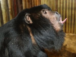Supporting image for story: Dudley Zoo howler monkeys head to France
