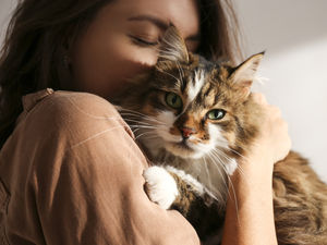 Supporting image for story: Police issue warning over antifreeze danger to pets