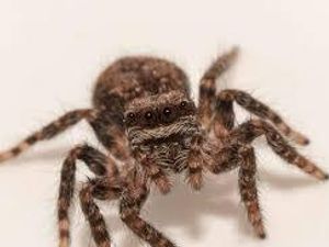 Supporting image for story: 'Tiny spider' sparks Christmas fire scare in Market Drayton