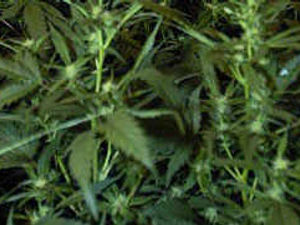 Supporting image for story: Cannabis 'to remain Class C drug'