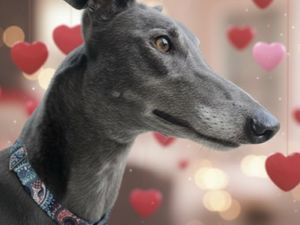 Supporting image for story: Retired racers searching for their soulmates this Valentine's Day